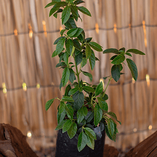 Laurentina (Viburnum tinus)