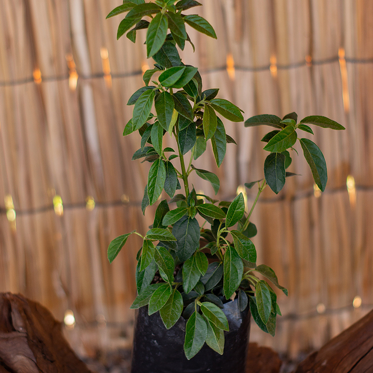 Laurentina (Viburnum tinus) 1