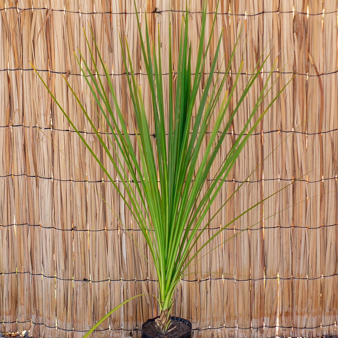 Dracaena DRACO 1