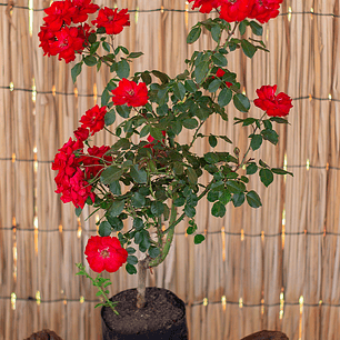 Rosas Floribunda