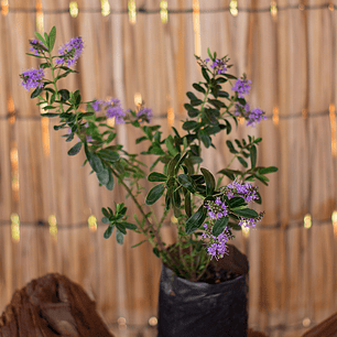 Verónicas atroporpurea morada (Hebe spp.)