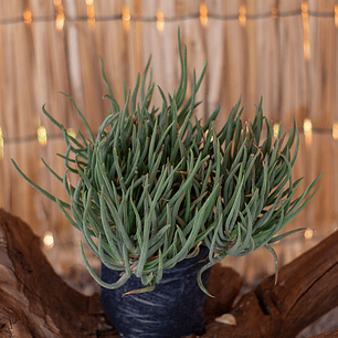 Bulbines (Bulbine frutescens)