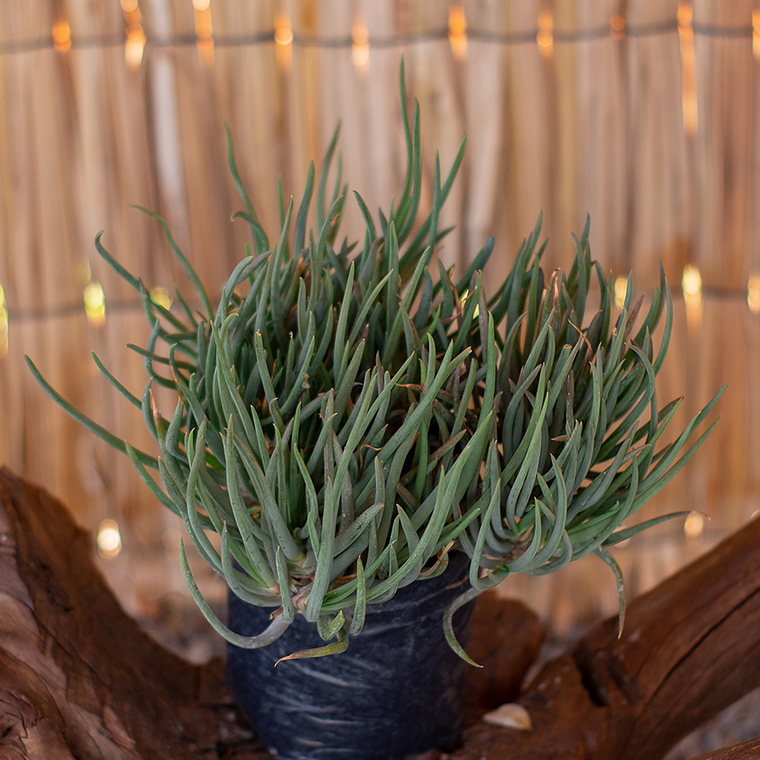 Bulbines (Bulbine frutescens) 1