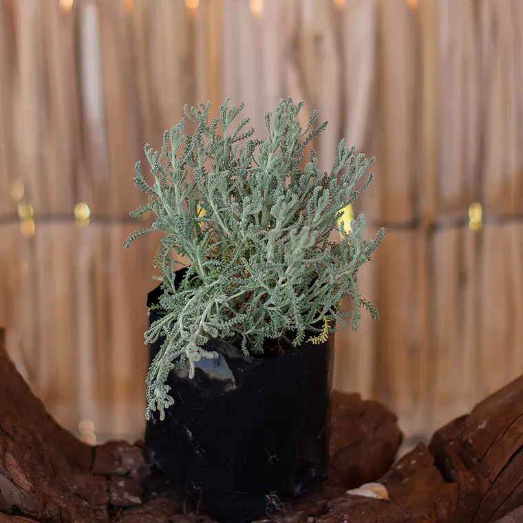 Santolina (Santolina chamaecyparissus) 1