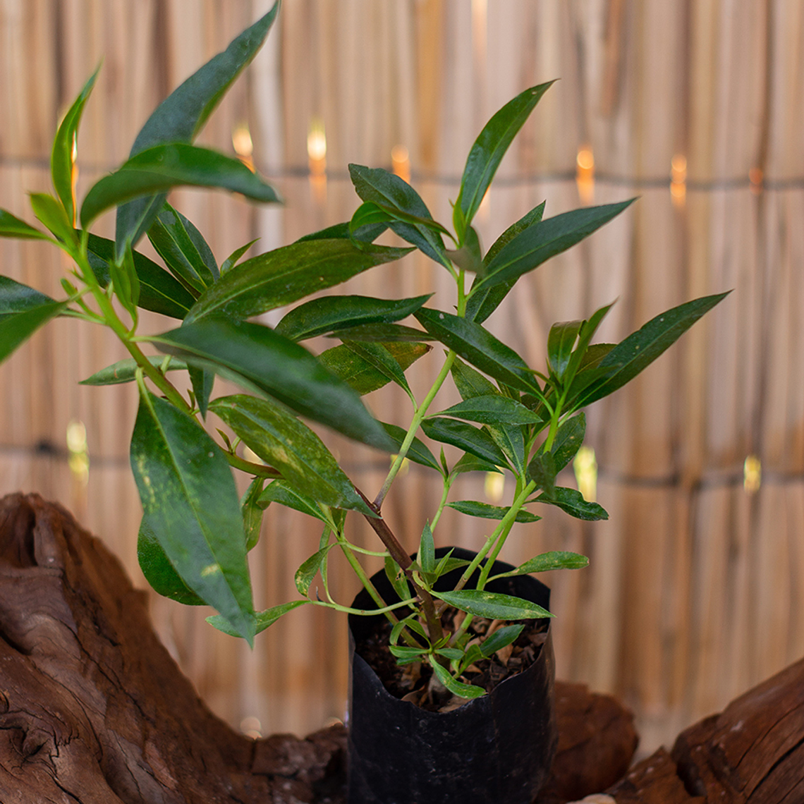 Mioporo (Myoporum spp.) 1