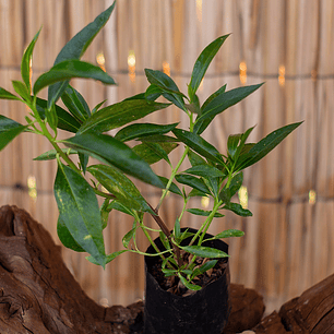 Mioporo (Myoporum spp.)