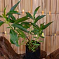 Miosporo (Pittosporum tenuifolium) - Miniatura 2