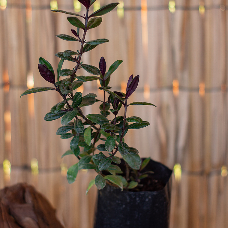 Verónicas atroporpurea morada (Hebe spp.) 2