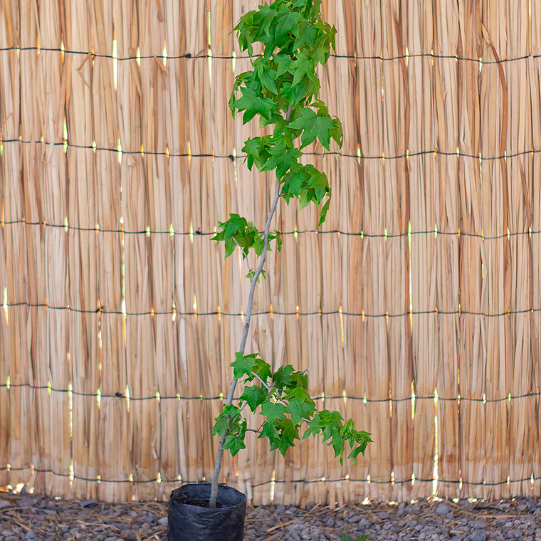 Liquidambar (Liquidambar styraciflua) 1