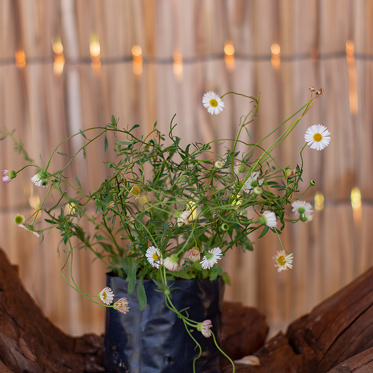 Vitadinia (Vittadinia spp.) 1