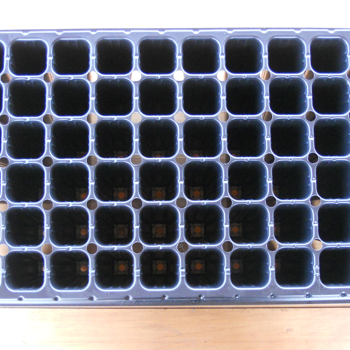 Bandeja Almaciguera Forestal 72 Cavidades | 54x28x7,5 cm 1