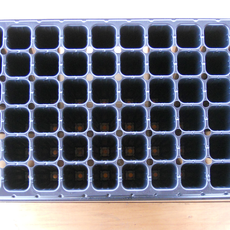 Bandeja Almaciguera Forestal 72 Cavidades | 54x28x7,5 cm 1