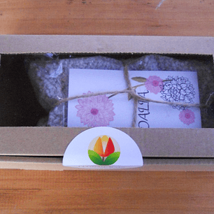 🌸 Pack de Dalias – 2 tubérculos con manual de cultivo