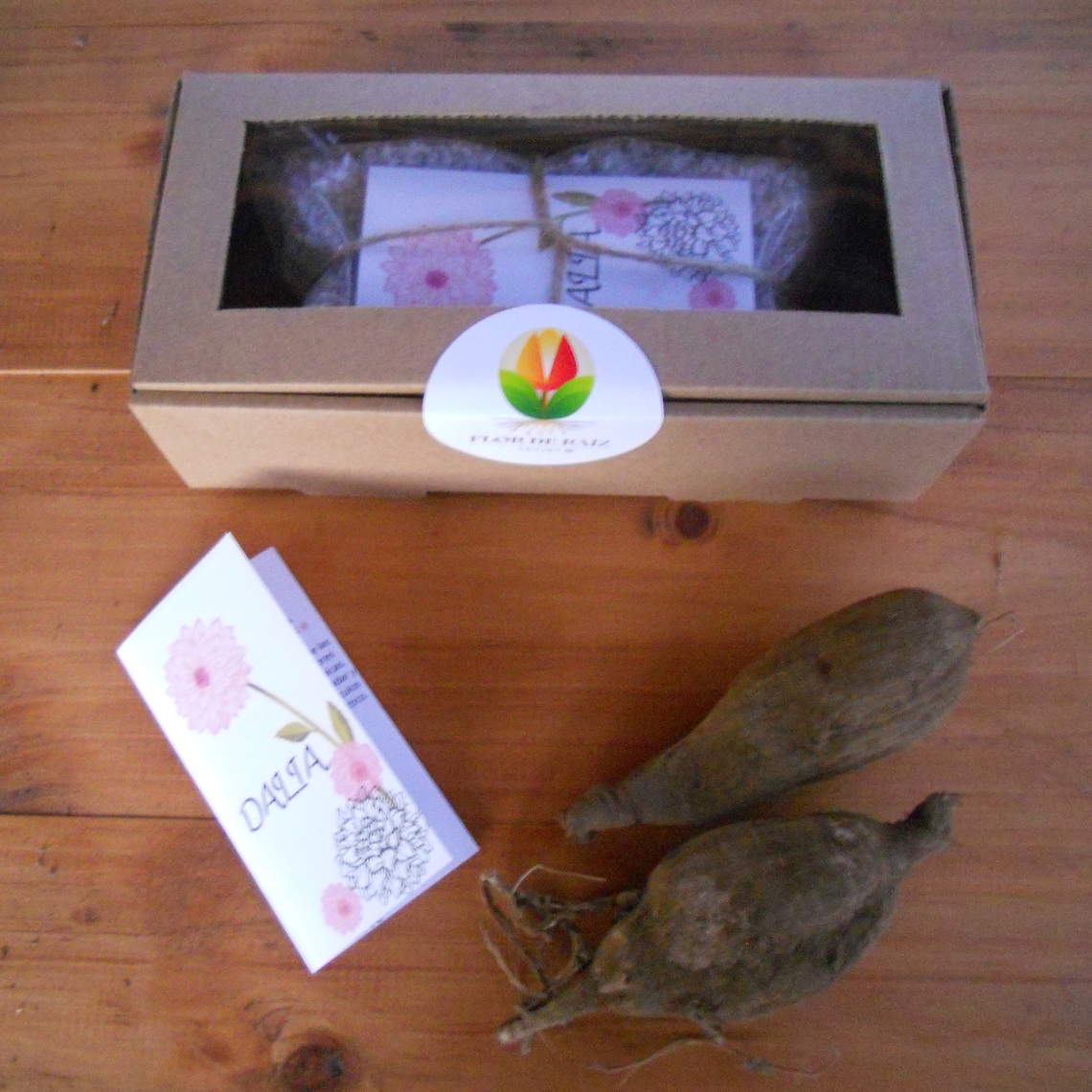 🌸 Pack de Dalias – 2 tubérculos con manual de cultivo 2