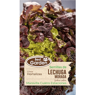 Semilla Lechuga Morada 5Gr. Best Garden