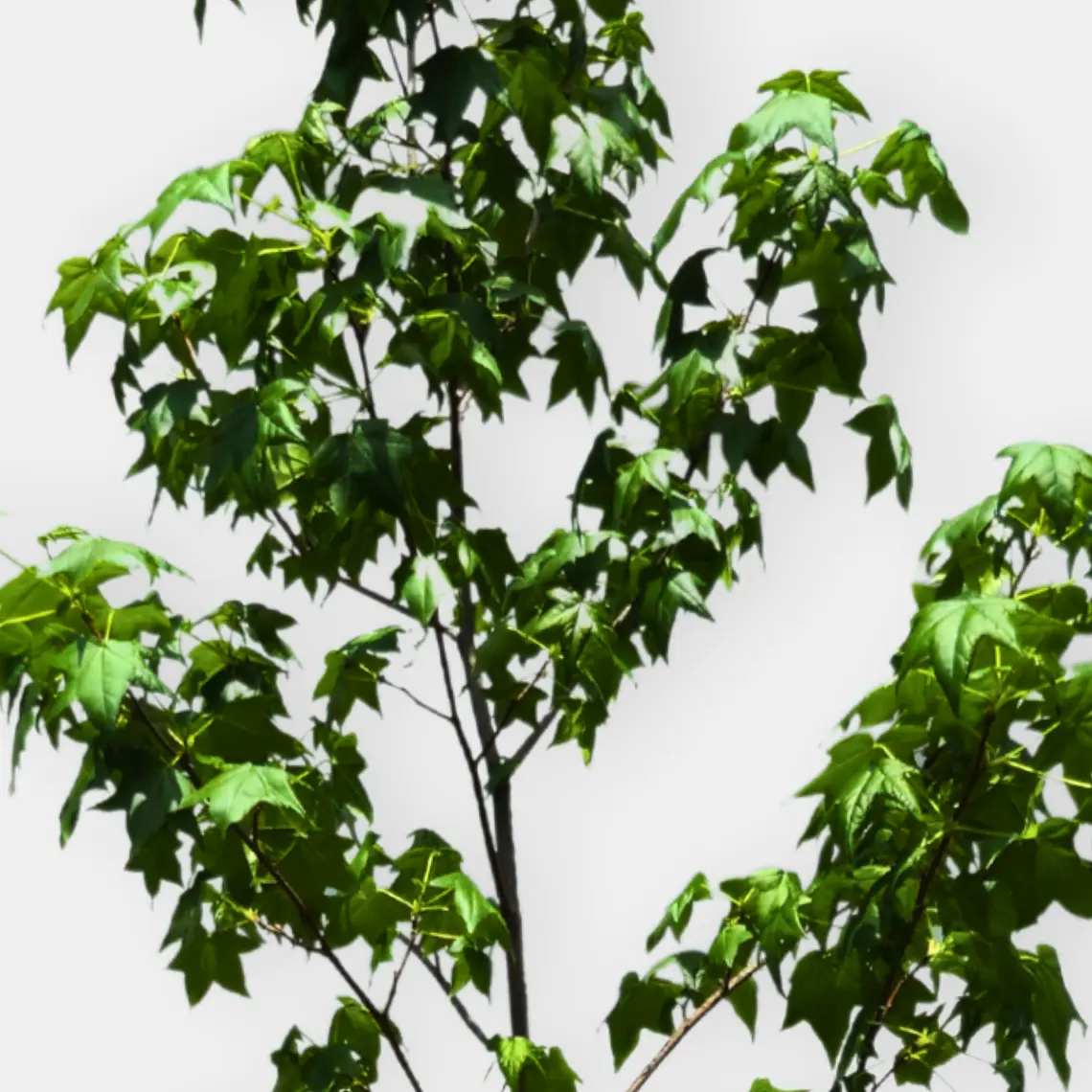 Liquidambar (Liquidambar styraciflua) 2