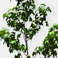 Liquidambar (Liquidambar styraciflua) - Miniatura 2