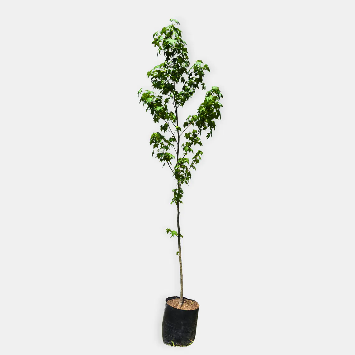 Liquidambar (Liquidambar styraciflua) 3