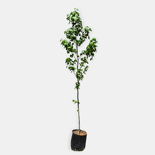 Liquidámbar (Liquidambar styraciflua)
