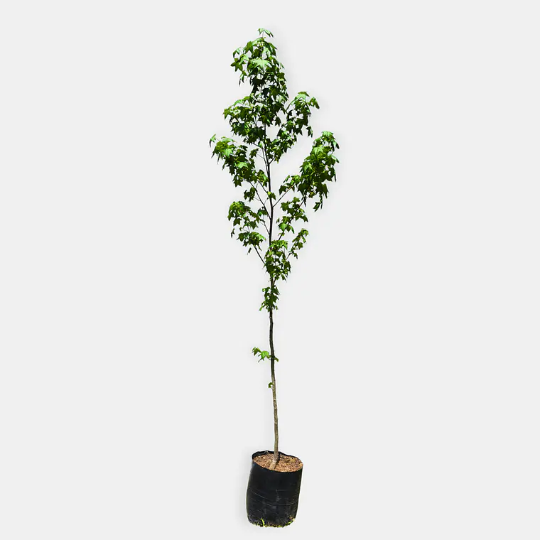 Liquidambar (Liquidambar styraciflua) 3