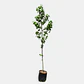 Liquidambar (Liquidambar styraciflua) - Miniatura 3