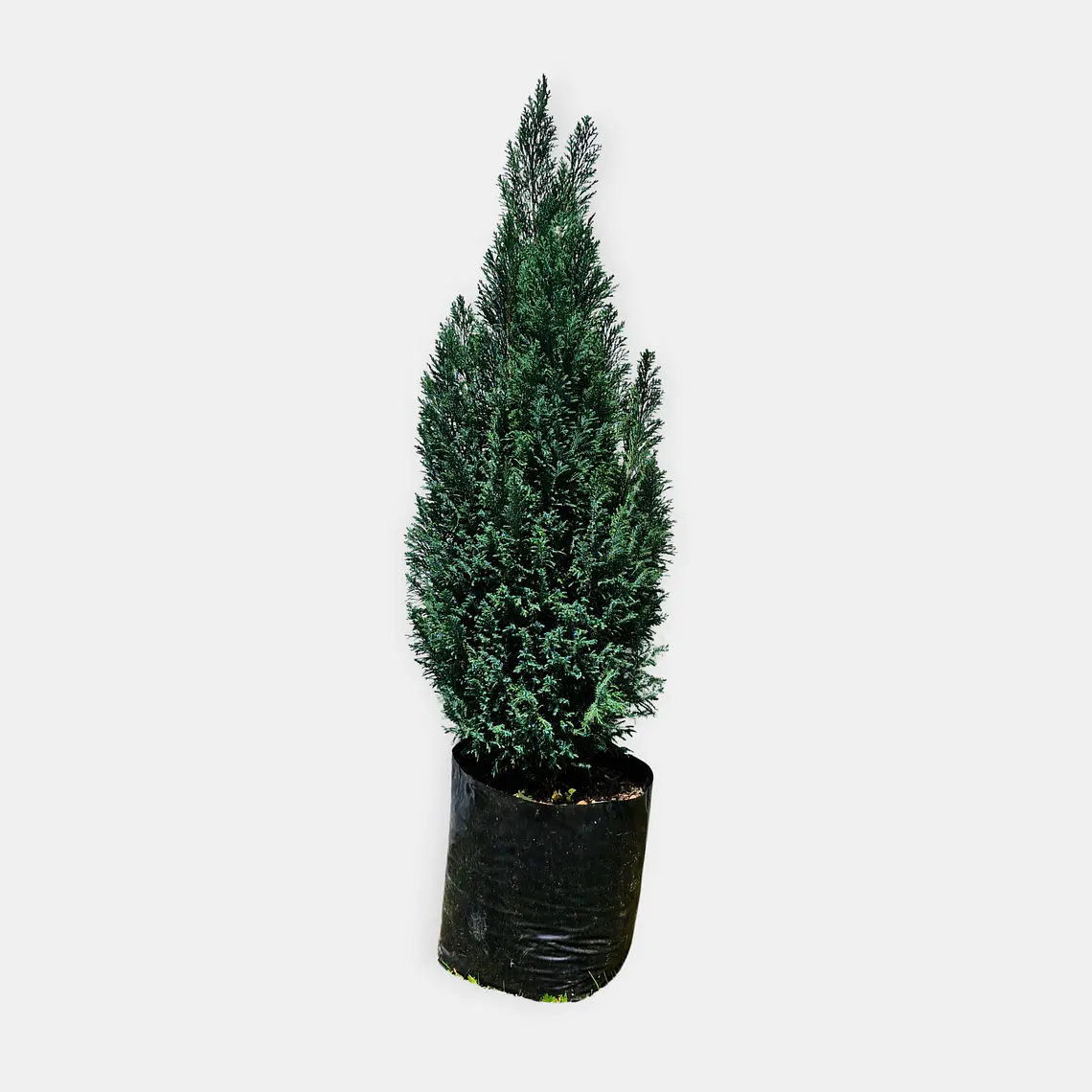 Pino Azul (Pinus spp.) 2