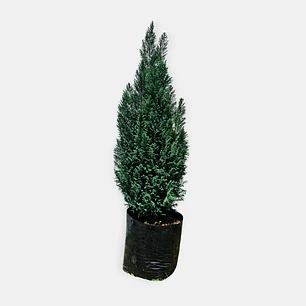 Pino Azul (Picea pungens)