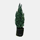Pino Azul (Pinus spp.) - Miniatura 2