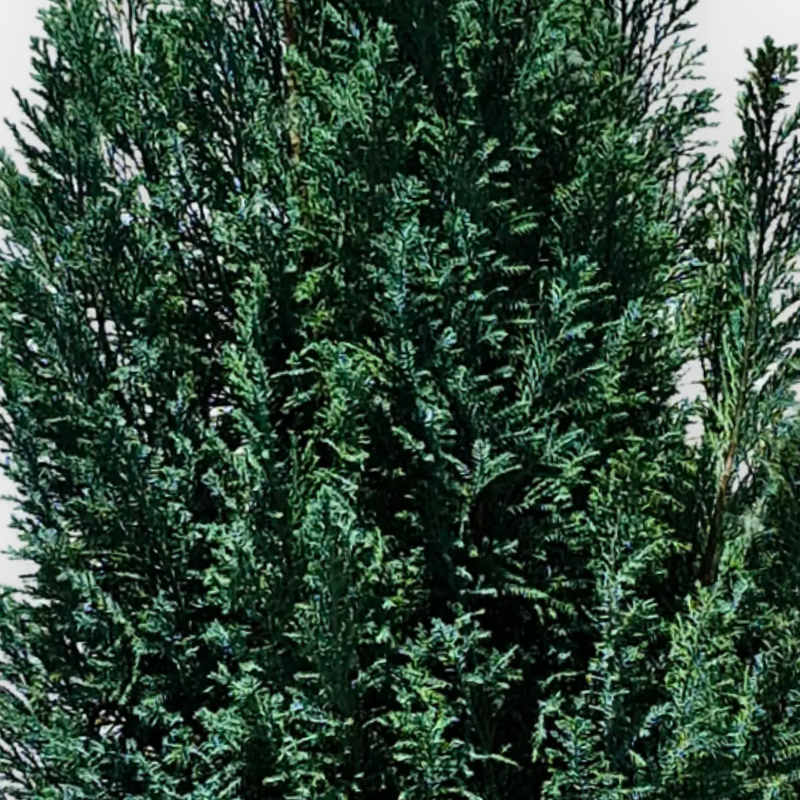 Pino Azul (Pinus spp.) 3