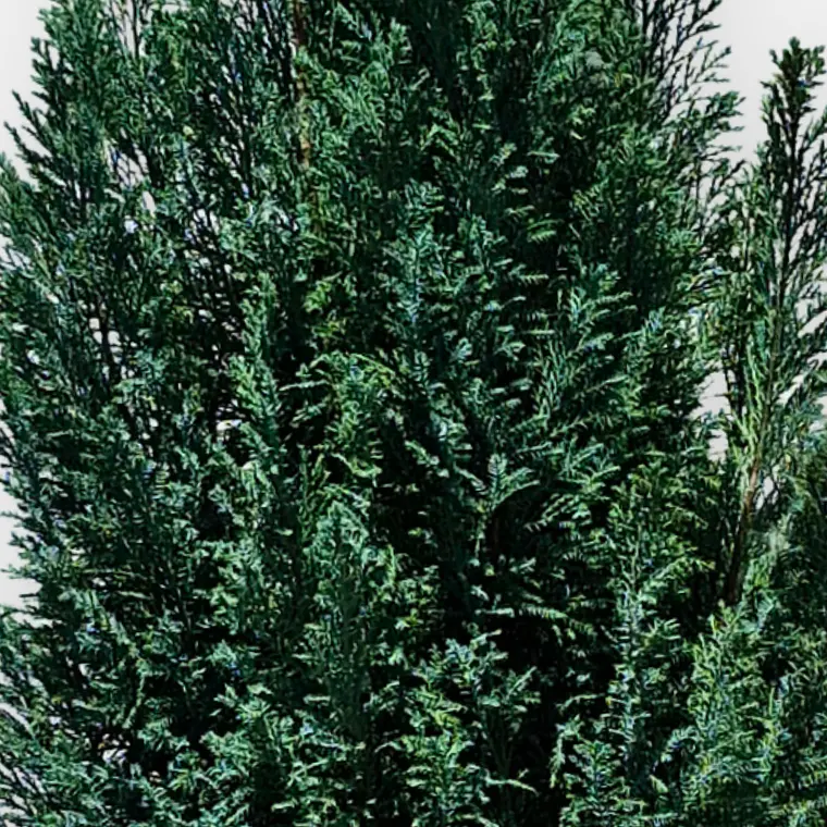 Pino Azul (Pinus spp.) 3