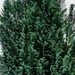 Pino Azul (Pinus spp.) - Miniatura 3