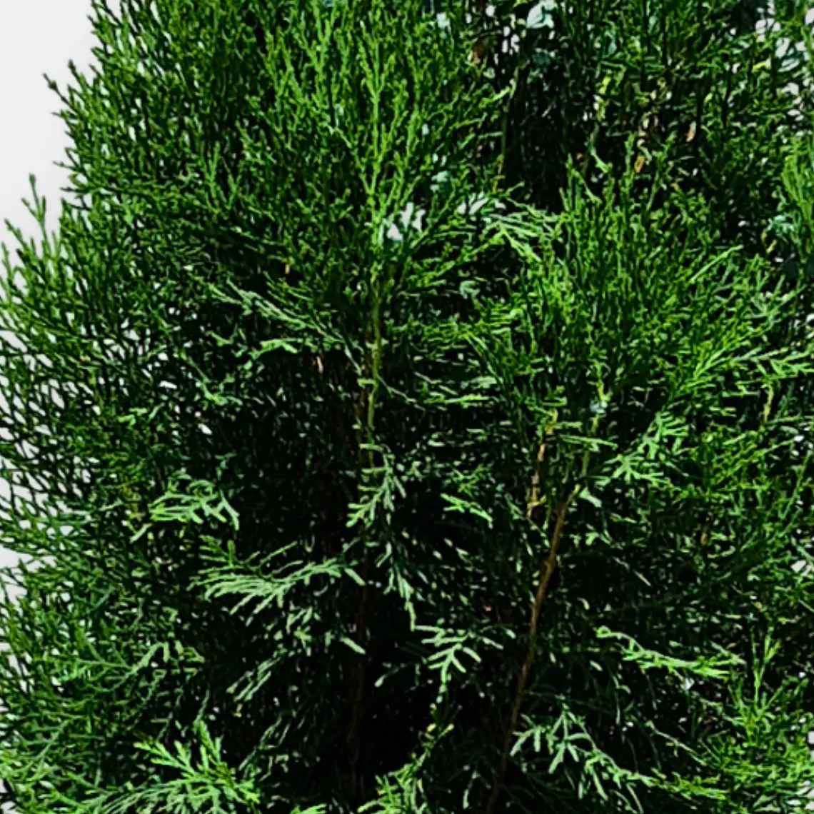 Pino Thuja (Thuja spp.) 2