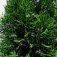 Pino Thuja (Thuja spp.) - Miniatura 2
