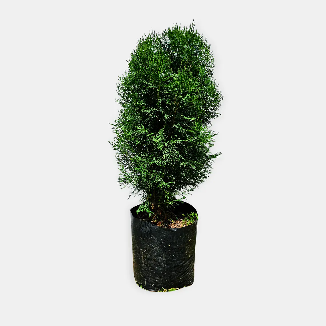 Pino Thuja (Thuja spp.) 3
