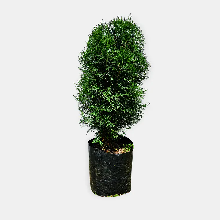 Pino Thuja (Thuja spp.) 3