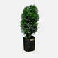Pino Thuja (Thuja spp.) - Miniatura 3