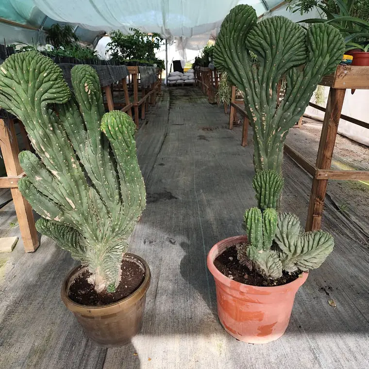 Cactus Cerebro Crestado Gigante 1