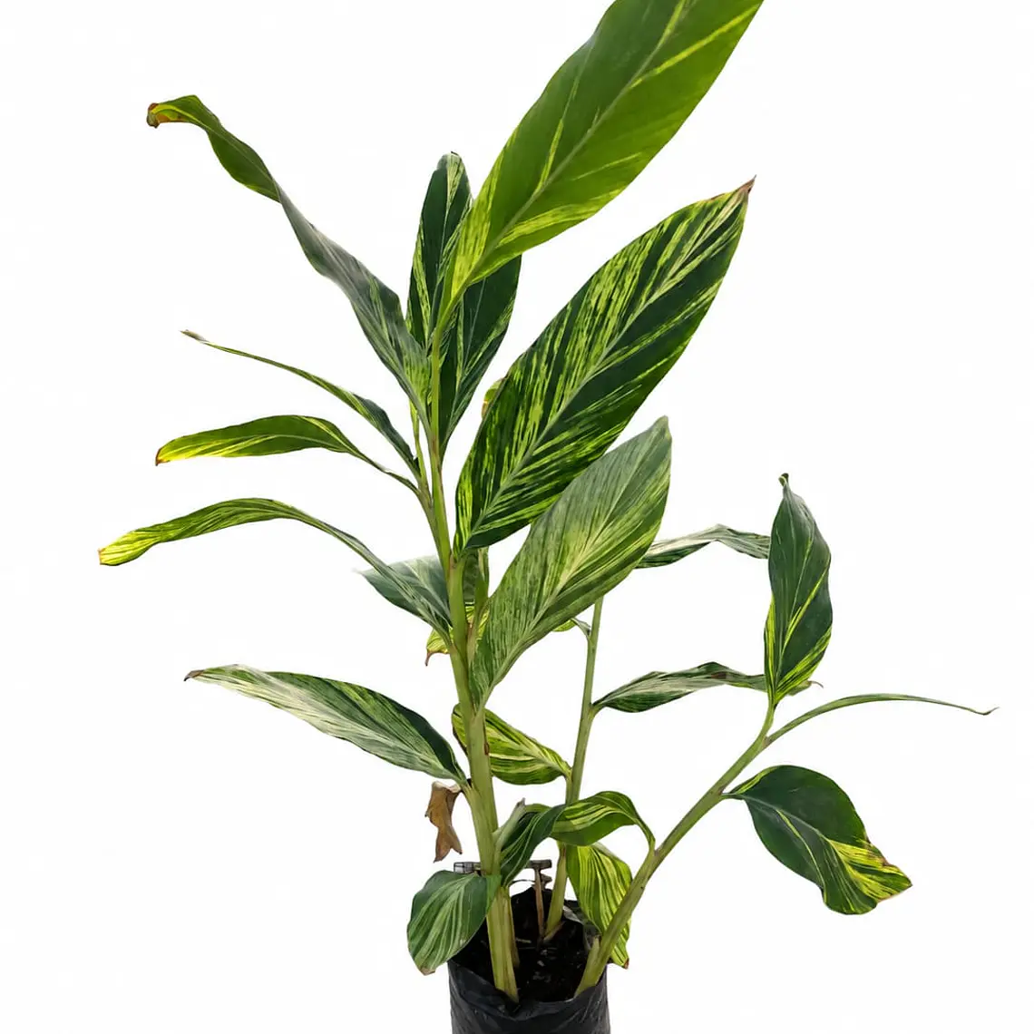 Alpinia zerumbet 1