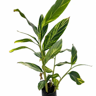 Alpinia zerumbet