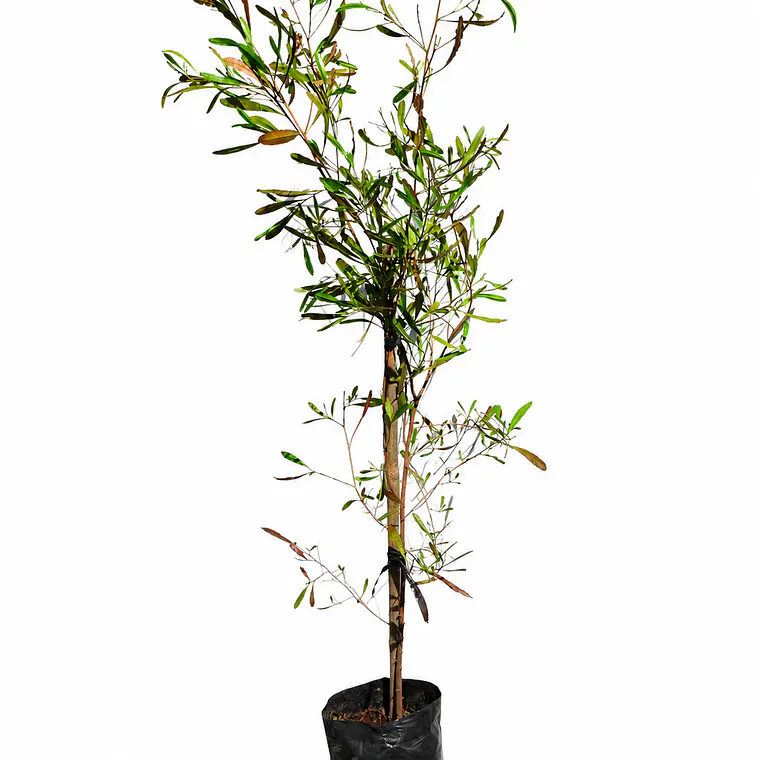 Stenocarpus atropurpurea 2
