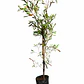 Stenocarpus atropurpurea - Miniatura 2