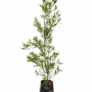 Stenocarpus atropurpurea
