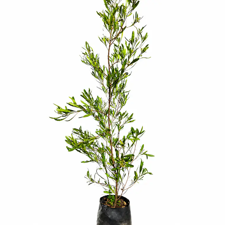 Stenocarpus atropurpurea 1
