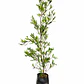 Stenocarpus atropurpurea - Miniatura 1