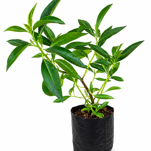 Miosporo (Pittosporum tenuifolium)