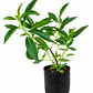 Miosporo (Pittosporum tenuifolium) - Miniatura 1