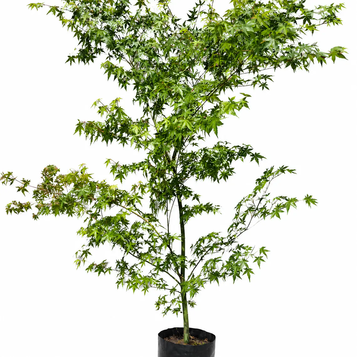 Acer Japonico 1