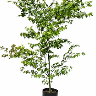 Acer Japonico
