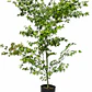 Acer Japonico - Miniatura 1