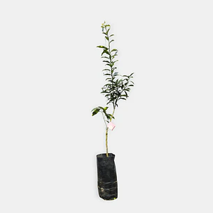 Limonero Eureka (Citrus limon 'Eureka')